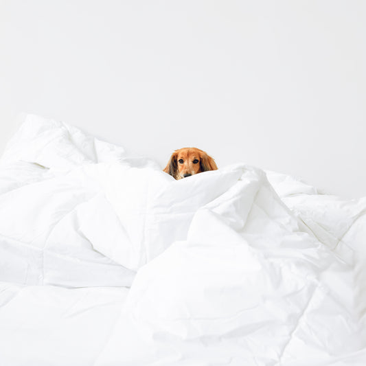 100-cotton-comforter-duvet-insert