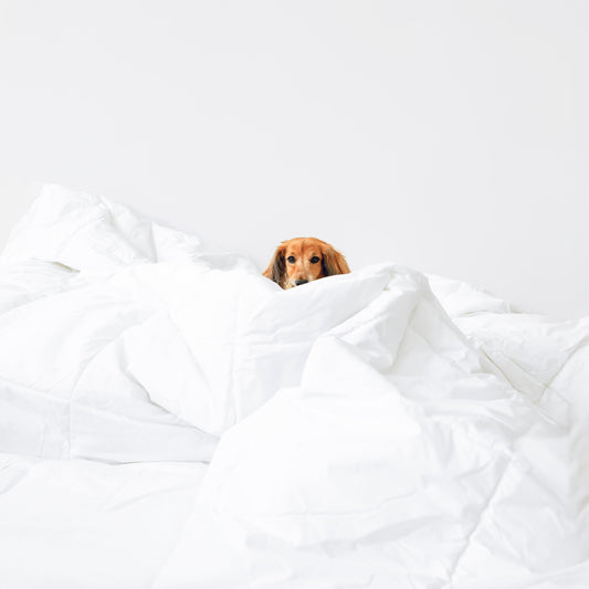 100-cotton-duvet-insert-sale-linens-and-hutch
